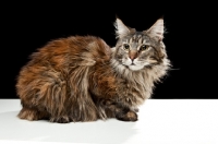 Picture of Maine Coon cat laying down, sideview, looking at camera