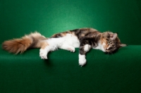 Picture of Maine Coon cat laying on green background