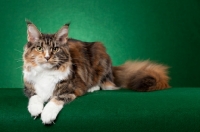 Picture of Maine Coon cat laying on green background