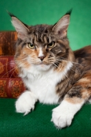 Picture of Maine Coon cat looking angry against on green background