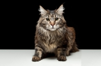 Picture of Maine Coon cat, looking into camera