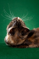Picture of Maine Coon cat looking up on green background