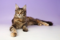 Picture of maine coon cat lying on purple background, tortie tabby coloured