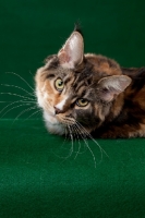 Picture of Maine Coon cat on green background looking at camera