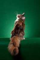 Picture of Maine Coon cat on green background, back view