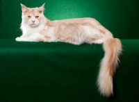 Picture of Maine Coon cat on green background