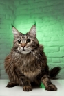 Picture of Maine Coon cat resting and looking towards camera