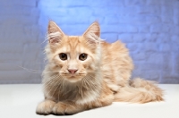 Picture of Maine Coon cat resting and looking towards camera