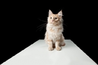 Picture of Maine Coon cat sitting at table, looking towards camera