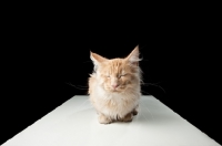 Picture of Maine Coon cat sitting down down at table, closed eyes