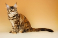 Picture of maine coon cat sitting on orange background, tortie tabby coloured