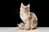 Picture of Maine Coon cat sitting, resting and looking at camera