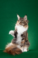Picture of Maine Coon cat standing on green background