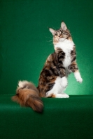 Picture of Maine Coon cat standing on green background