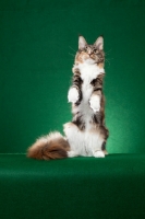 Picture of Maine Coon cat standing on hind legs on green background