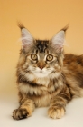 Picture of maine coon cat, tortie tabby coloured