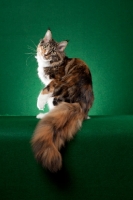 Picture of Maine Coon cat with paw lifted up on green background
