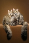 Picture of Maine coon family