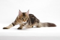 Picture of Maine Coon, getting up, brown classic tabby 