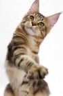 Picture of Maine Coon grasping, brown classic tabby 