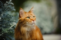 Picture of Maine Coon in garden. 