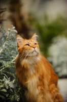 Picture of Maine Coon in garden. 