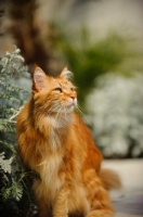Picture of Maine Coon in garden. 