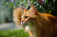 Picture of Maine Coon in garden. 