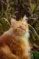 Picture of Maine Coon in long grass. 