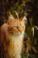 Picture of Maine Coon in long grass. 