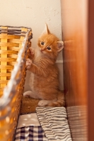 Picture of Maine Coon kitten at home