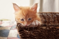 Picture of Maine Coon kitten in basket