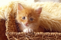 Picture of Maine Coon kitten in basket