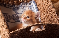 Picture of Maine Coon kitten in basket