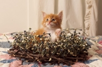 Picture of Maine Coon kitten in decoration