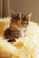 Picture of Maine Coon kitten in furry rug