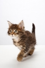 Picture of Maine Coon kitten looking up