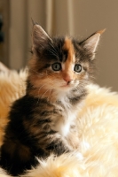 Picture of Maine Coon kitten on blanket