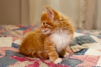 Picture of Maine Coon kitten on quilt