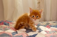 Picture of Maine Coon kitten on quilt