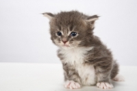 Picture of Maine Coon kitten sitting down