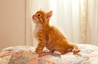 Picture of Maine Coon kitten sitting on quilt