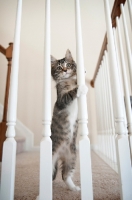 Picture of maine coon kitten standing with paws wrapped around banister