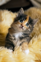 Picture of Maine coon kitten