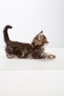 Picture of Maine Coon kitten