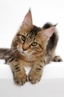 Picture of Maine Coon leaning over, brown classic tabby 
