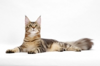 Picture of Maine Coon, looking up, brown classic tabby 