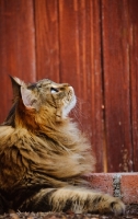 Picture of Maine Coon lying by red wood fence. 