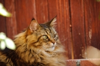 Picture of Maine Coon lying by red wood fence. 