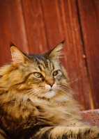 Picture of Maine Coon lying by red wood fence. 